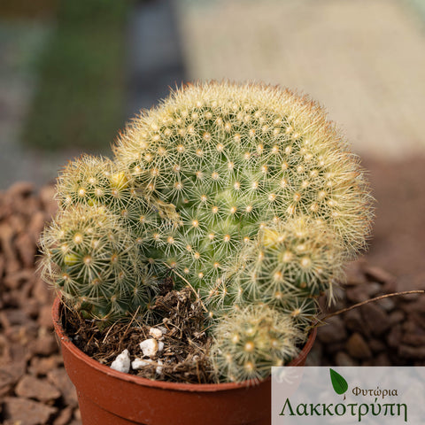 Mammillaria elongata lemon cristata