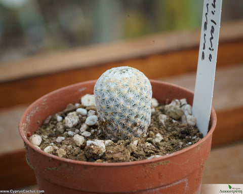 Mammillaria herrerae