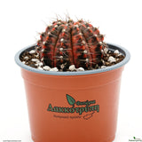 Gymnocalycium mihanovichii variegata