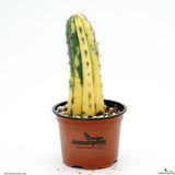 Trichocereus pachanoi variegated ( San Pedro )