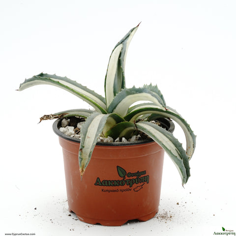 Agave Americana mediopicta alba