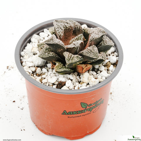 Haworthia emelyea