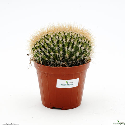 Cereus pringley cristata