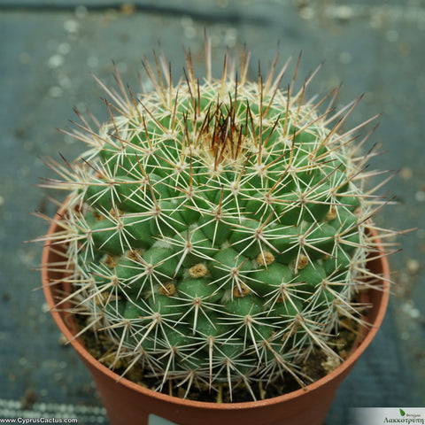 Mammillaria johnstonii