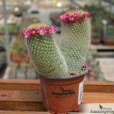 Mammillaria pilcayensis