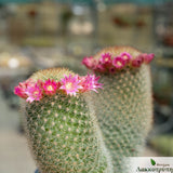 Mammillaria pilcayensis