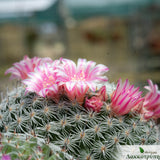 Mammillaria pseudoperbella