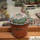 Mammillaria sempervivi