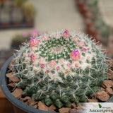 Mammillaria sempervivi