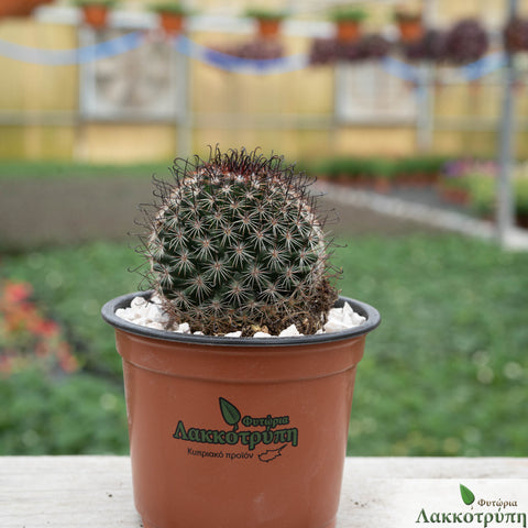 Mammillaria tenango del valle