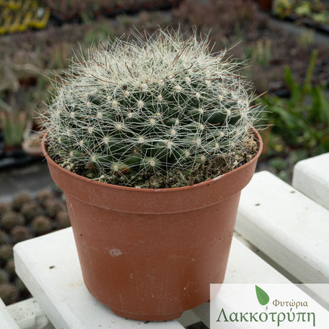 Mammillaria zephyranthoides