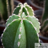 Marginatocereus marginatus