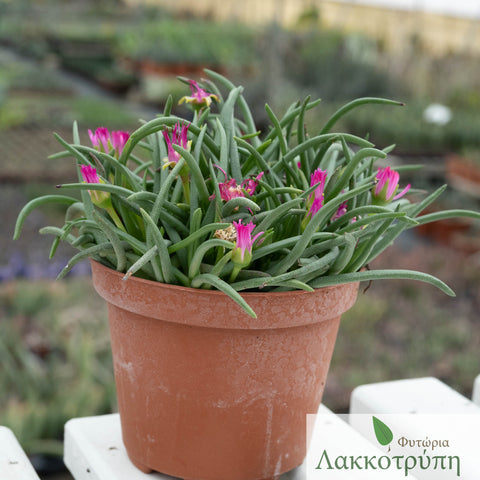 Marlothistella stenophylla