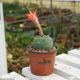 Matucana madisoniorum