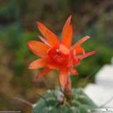 Matucana madisoniorum