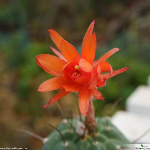 Matucana madisoniorum