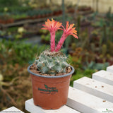 Matucana paucicostata