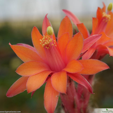 Matucana paucicostata