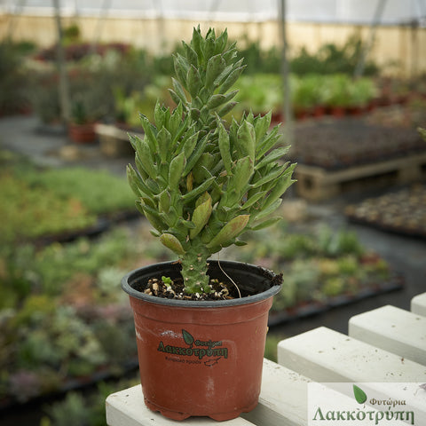 Monadenium guentheri