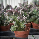 Monvillea specazini cristata