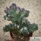 Monvillea specazini cristata