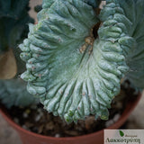 Myrtillocactus geometrizans strictum