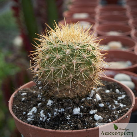 Neoporteria litoralis