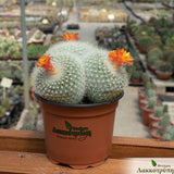 Notocactus haselbergii