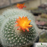 Notocactus haselbergii