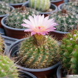 Notocactus roseoluteus