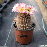 Parodia rutilans