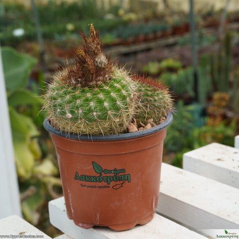 Notocactus tabularis