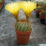 Notocactus vanvlietii