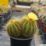 Notocactus warasii