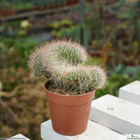 Nyctocereus serpentinus cristata