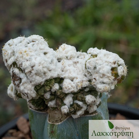 Obregonia denegrii monstruosa