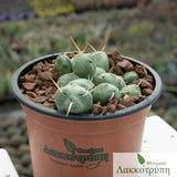 Opuntia atroviridis