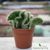 Opuntia tuna cristata