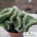 Opuntia tuna cristata