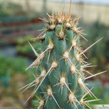 Opuntia miquelii