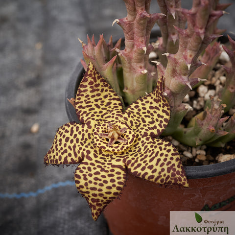 Orbea speciosa