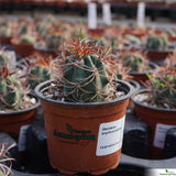 Denmoza erythrocephala