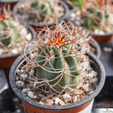 Denmoza erythrocephala