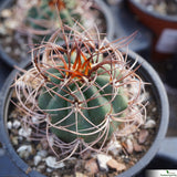 Denmoza erythrocephala