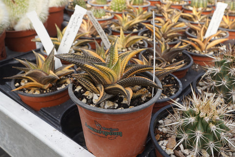 Haworthia limifolia variegated