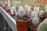 Echinocereus viridiflorus v. canus Solitario Presidio