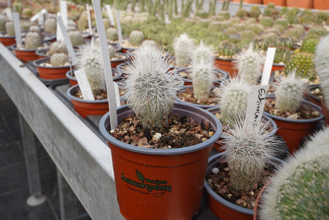 Echinocereus viridiflorus v. canus Solitario Presidio