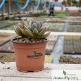 Pachyphytum dark red