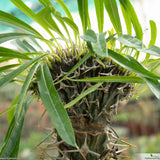 Pachypodium lamerei cristata