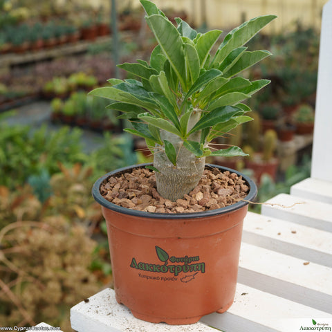 Pachypodium saundersii